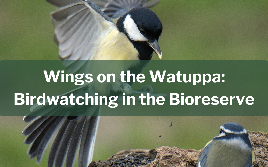 Wings on the Watuppa: Birdwatching in the Bioreserve