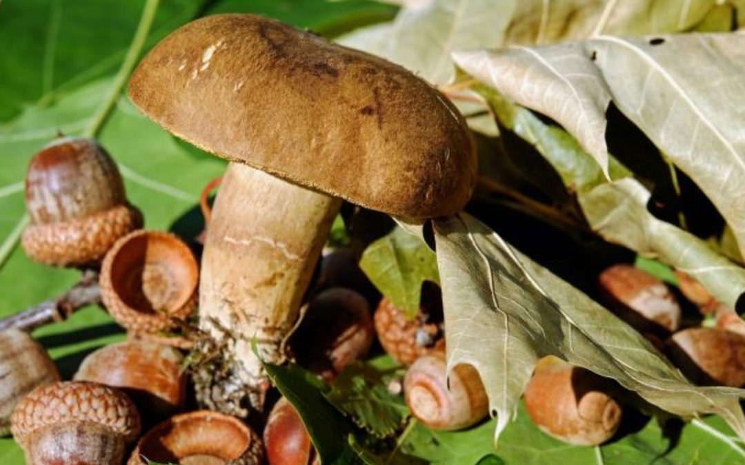 Nature Play & Learn: Signs of the Season