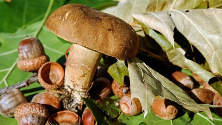 Nature Play & Learn: Signs of the Season