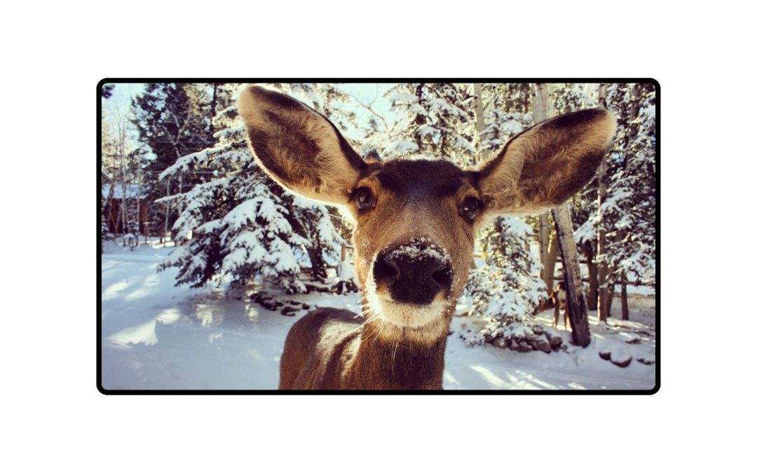 Nature Play & Learn: Winter Wildlife