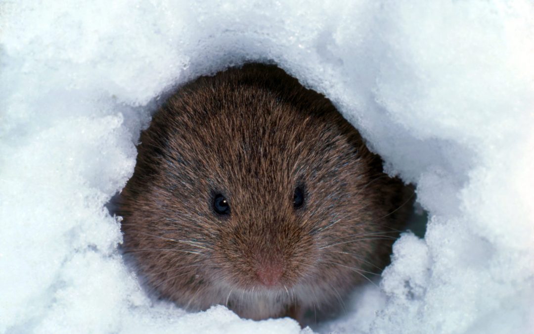 Nature Play & Learn: Frozen Fun