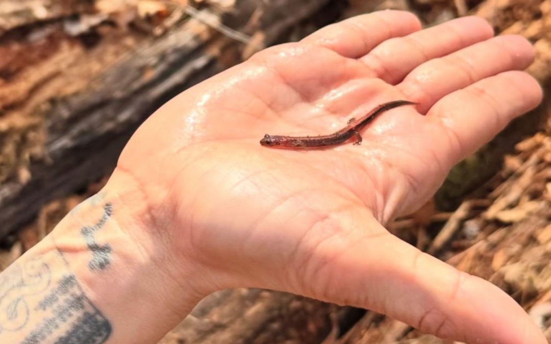 Nature Play & Learn: Signs of Spring