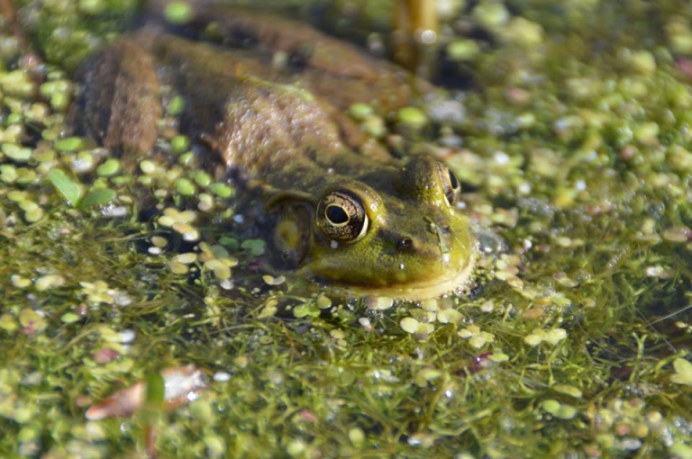 Vernal Pool Explorer Hike